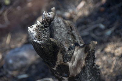 Close-up of ash on burnt wood