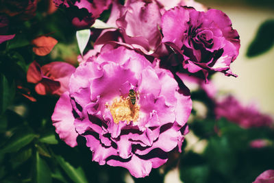 Honey bee pollinating on pink flower