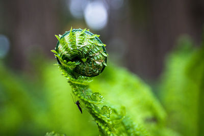 Close-up of green leaf on plant