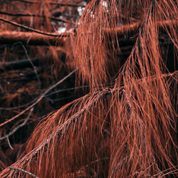 Close-up of dried plant on field