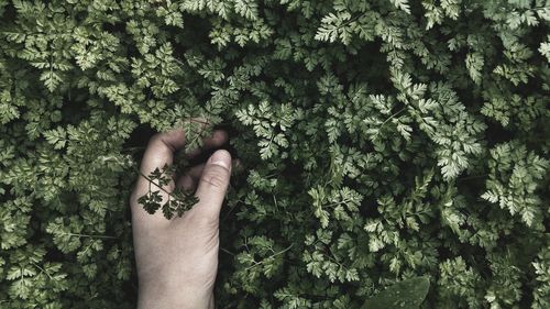Cropped hands of person touching plant leaves