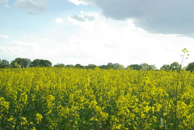 Scenic view of oilseed rape field against sky