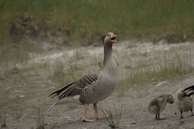 Ducks on a field