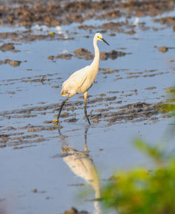 Side view of a bird in water