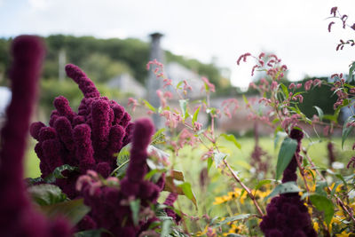 Close-up of plants against sky