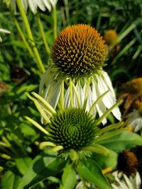 Close-up of flowering plant