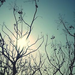 Low angle view of bare trees against sky