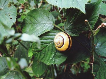 Close-up of snail on leaf