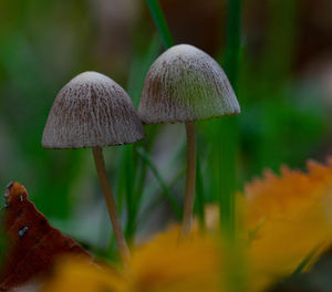 Close-up of mushroom growing on field