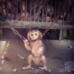 Portrait of monkey at zoo