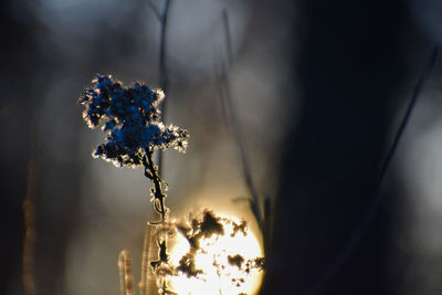 Close-up of flowering plant on field during sunset