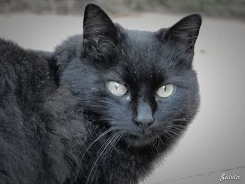 Close-up portrait of cat