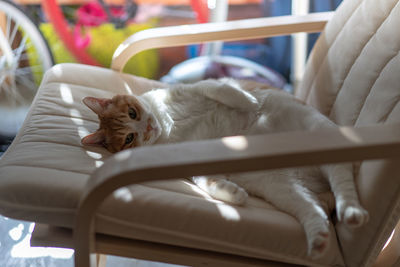 Cat resting on chair at home
