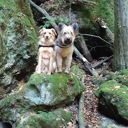 Portrait of a dog on rock