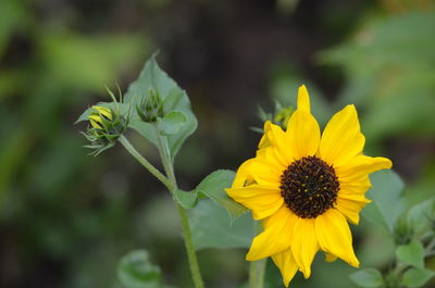 Close-up of yellow flowering plant