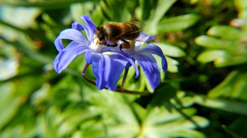 Close-up of bee pollinating on purple flower