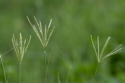 Close-up of plant growing on field