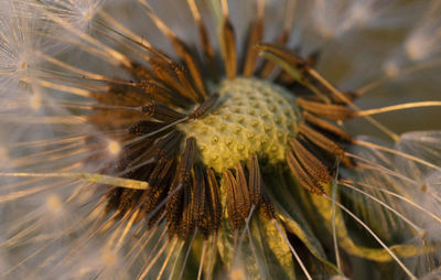 Close-up of leaf