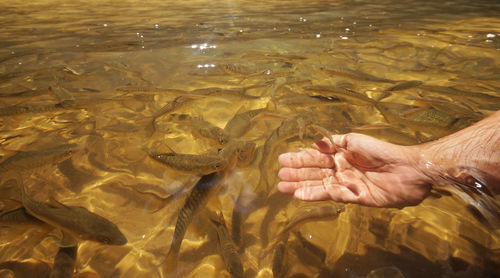 Cropped hand of man in river with fishes