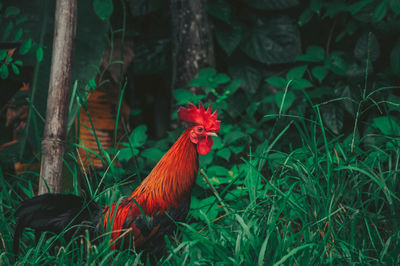 View of a bird on field