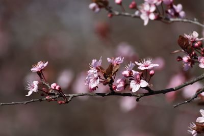 Close-up of pink cherry blossoms in spring