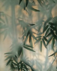 Low angle view of leaves on tree branch