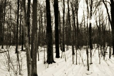 Bare trees on landscape