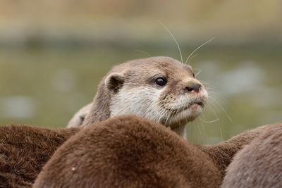 Close-up of otters outdoors
