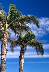 Low angle view of coconut palm tree against blue sky