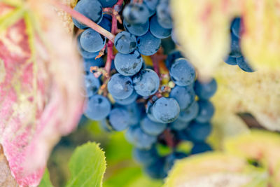 Close-up of grapes growing in vineyard