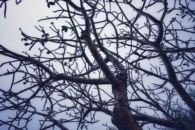 Low angle view of bare tree against clear sky