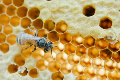 Close-up of bee on leaf