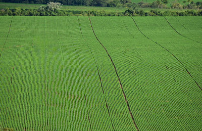 Scenic view of agricultural field