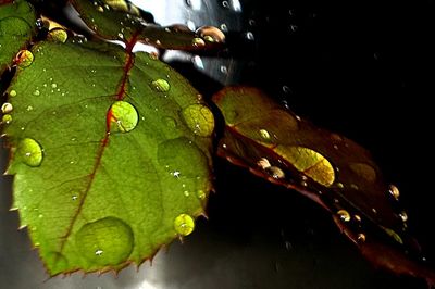 Close-up of water drops on leaf