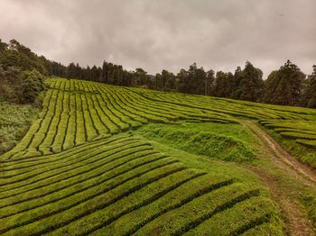 Scenic view of agricultural field against sky