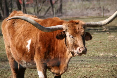 Cow standing in a field