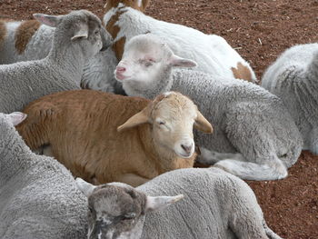 Sheep relaxing in farm