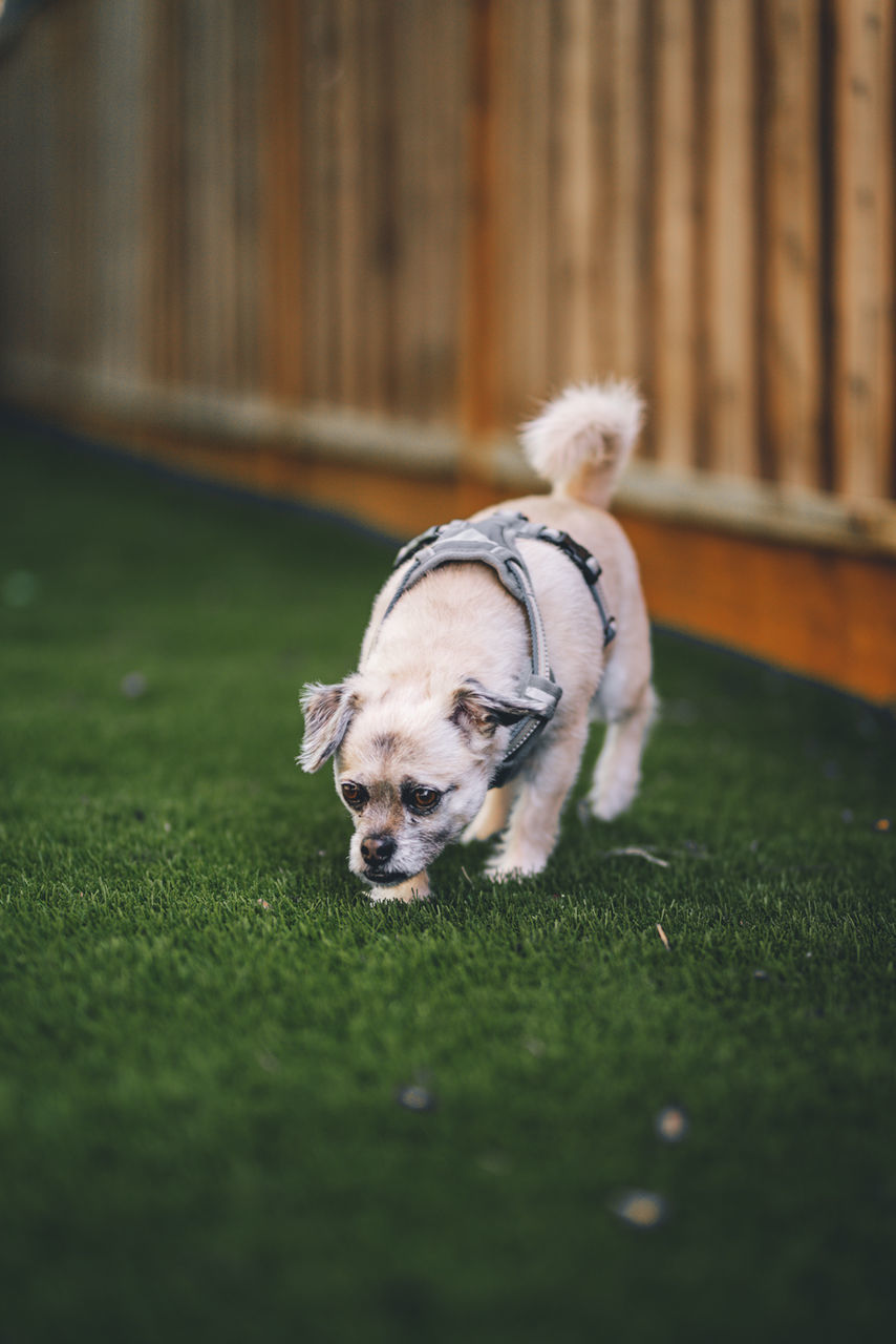 one animal, dog, canine, pets, mammal, animal themes, domestic animals, domestic, animal, selective focus, vertebrate, grass, no people, green color, plant, day, nature, land, field, outdoors