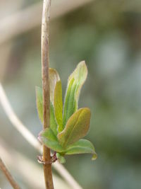 Close-up of plant