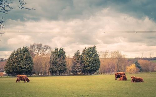 Cows grazing on grassy field