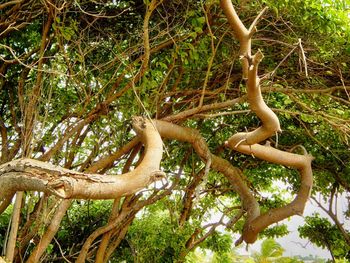 Low angle view of tree in forest