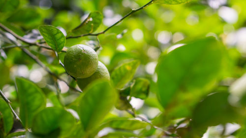 Close-up of fruit growing on tree