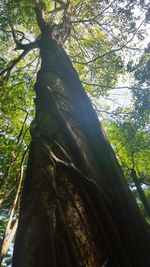 Low angle view of trees in forest