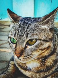 Close-up portrait of a cat