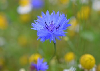 Close-up of purple flower