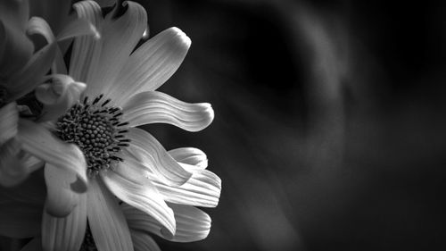 Close-up of flower against blurred background