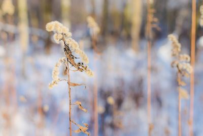 Close-up of frozen plant during winter