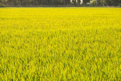 Yellow flowers growing on field