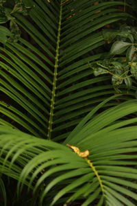 Close-up of palm leaves