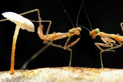 Close-up of insects